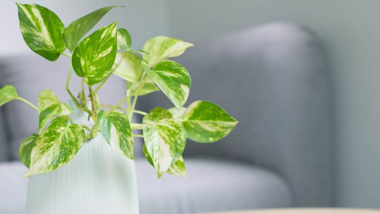 image of a plant in a whit pot on a coffee table infront of a grey sofa. To reflect fresh, clean air in the home.